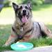 Retired K-9 Unit dog Czar happily rests near a Frisbee in his new home and back yard at Ann Arbor Police Officer Jeff Robinson's parents' home.  Melanie Maxwell I AnnArbor.com